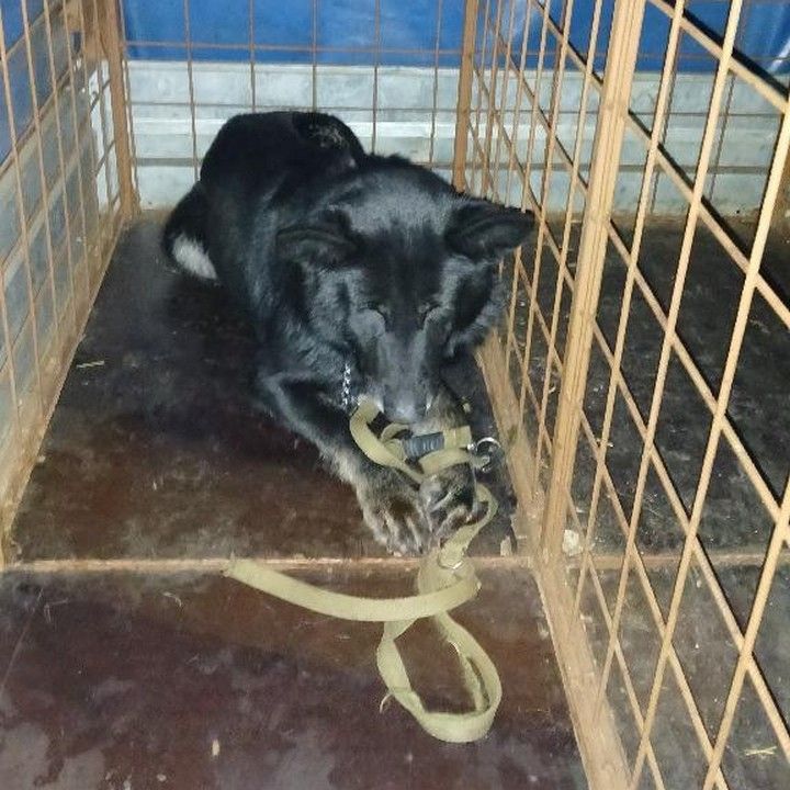 Fotka - Odchytený túlavý pes