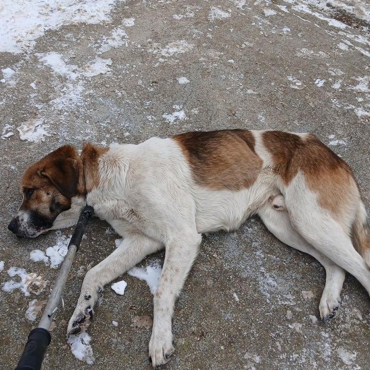 Fotka - Odchytený túlavý pes