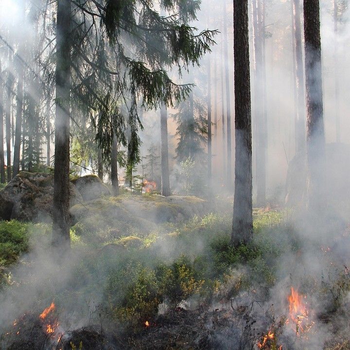 Fotka - Opatrenia na zabezpečenie ochrany lesov pred požiarmi