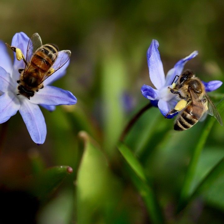 Fotka - Podporme spoločne projekt Včelnica v harmónii s krajinou