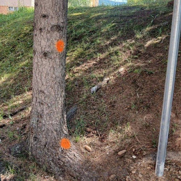 Fotka - Poškodzovanie verejnej zelene a svojvoľný výrub a svojvoľná výsadba...