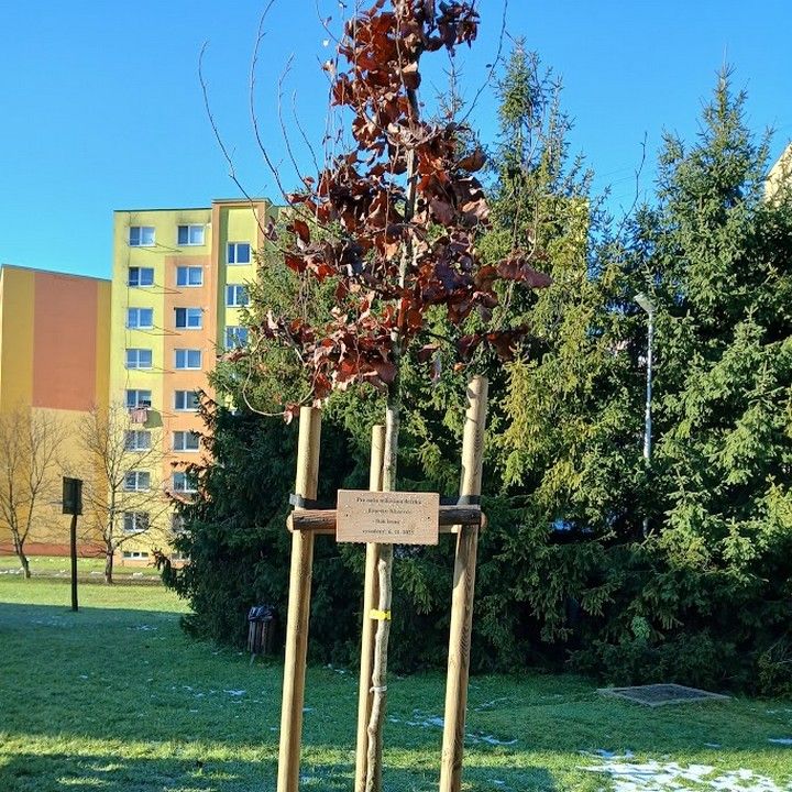 Fotka - Strom rodiny 2025