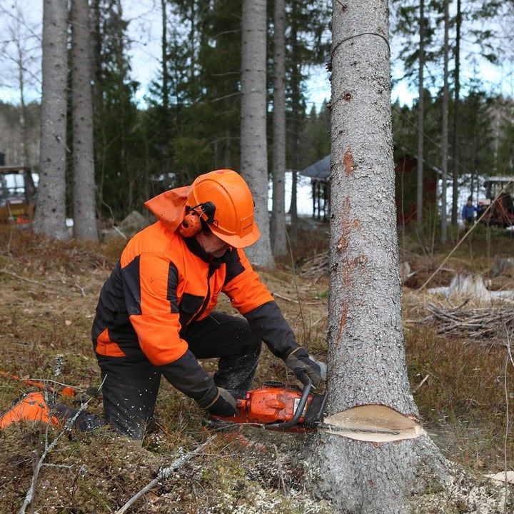 Fotka - Výrub drevín na ul. Pionieorov 20, v koryte potoka Drázus