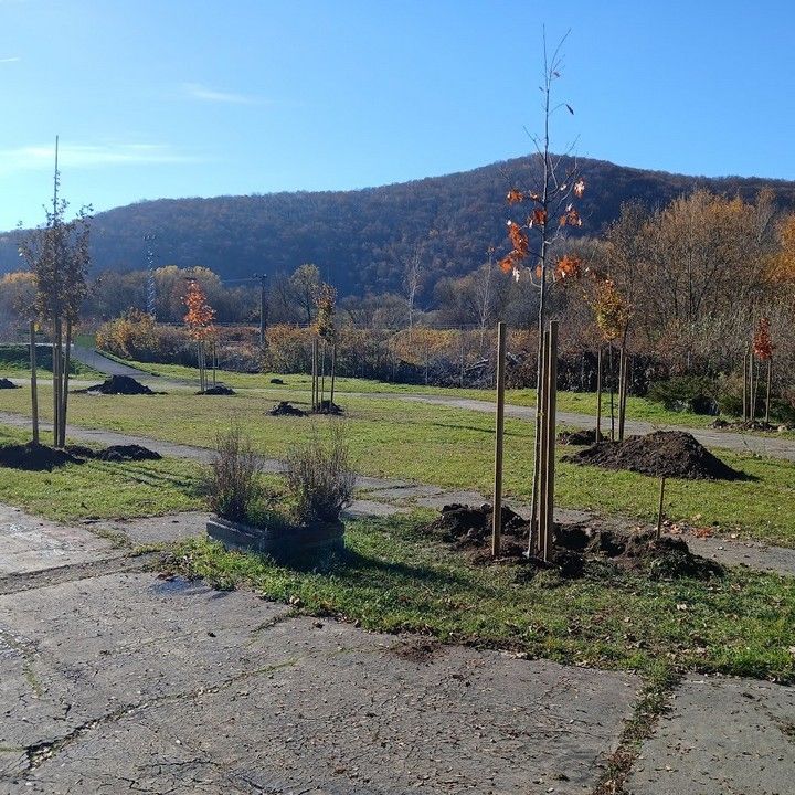 Fotka - Výsadba drevín na dopravnom ihrisku