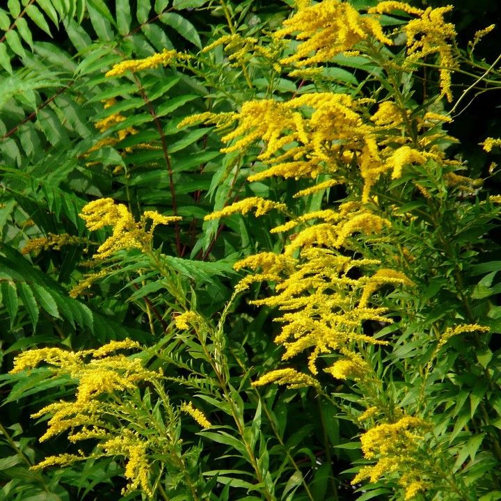 Fotka - Výzva na likvidáciu inváznych rastlín