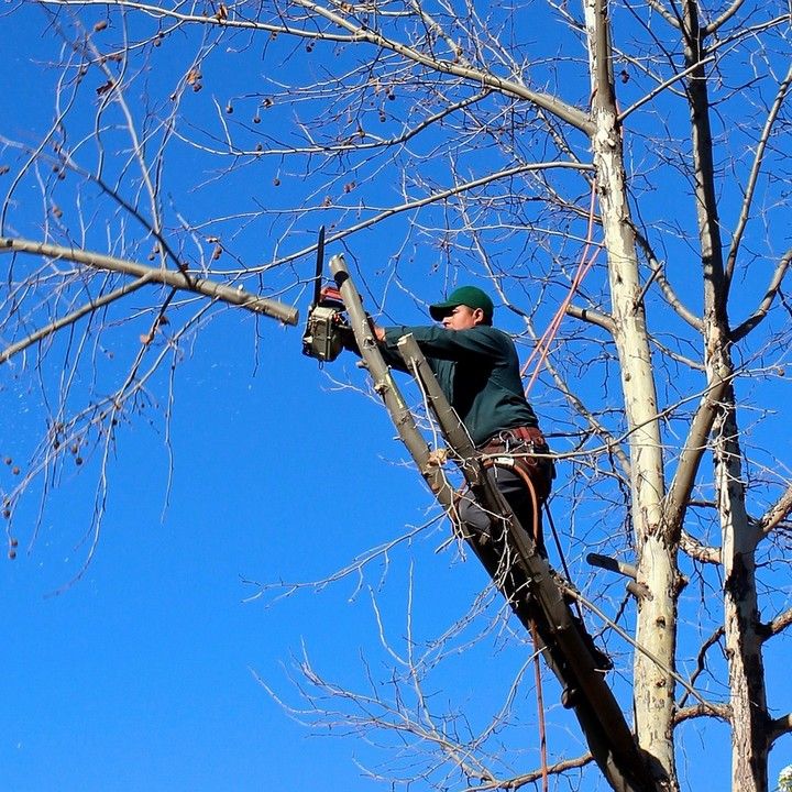 Fotka - Výzva na vykonanie výrubu/okliesnenia stromov a iných porastov pri...