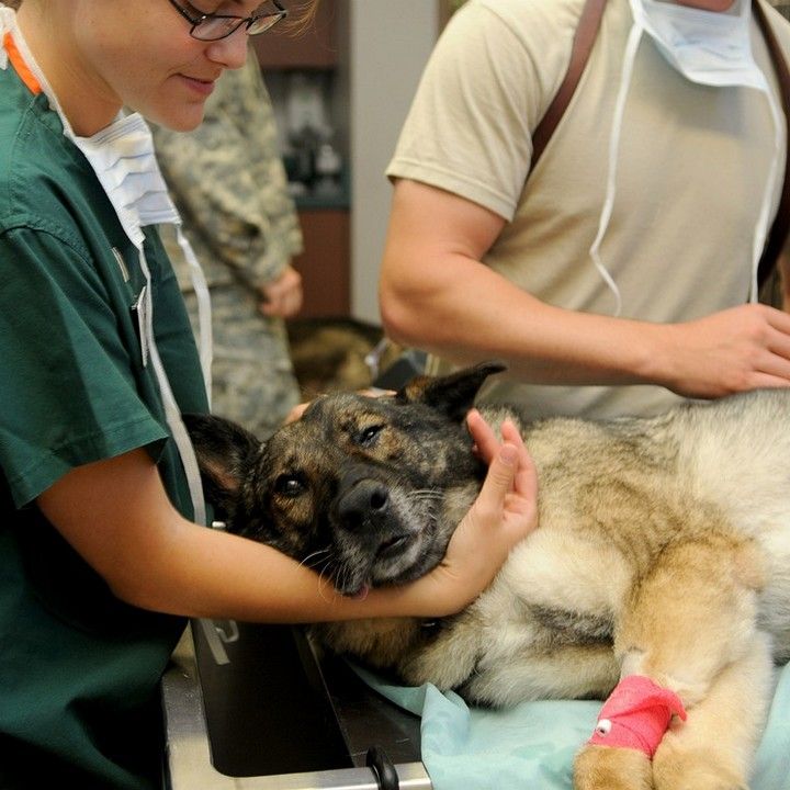 Fotka - Zoznam veterinárov v Rožňave